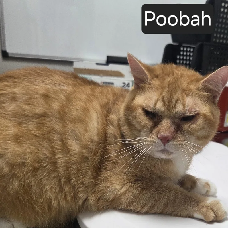 An adult large-sized male Orange / Red Domestic Short Hair cat named Poobah for adoption in SNOW HILL, NC