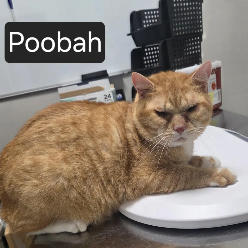 Poobah thumbnail 2