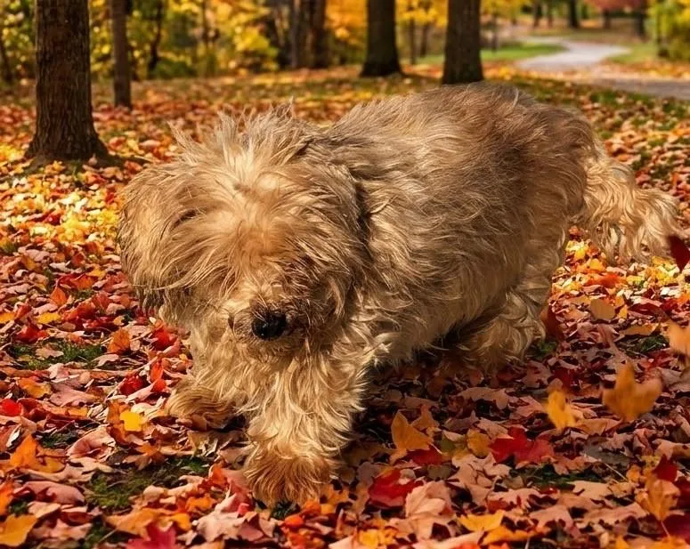 A senior small-sized male Yellow / Tan / Blond / Fawn Shih Tzu dog named Raymond for adoption in Elko, NV