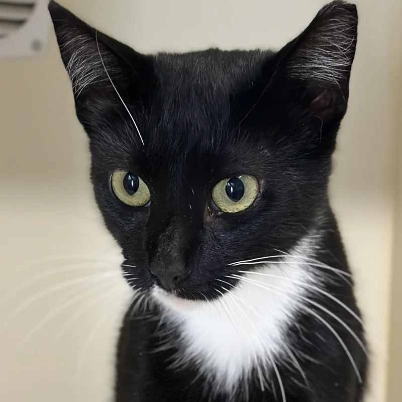 An adult medium-sized male Black & White / Tuxedo Domestic Short Hair cat named Solo for adoption in Victor, NY