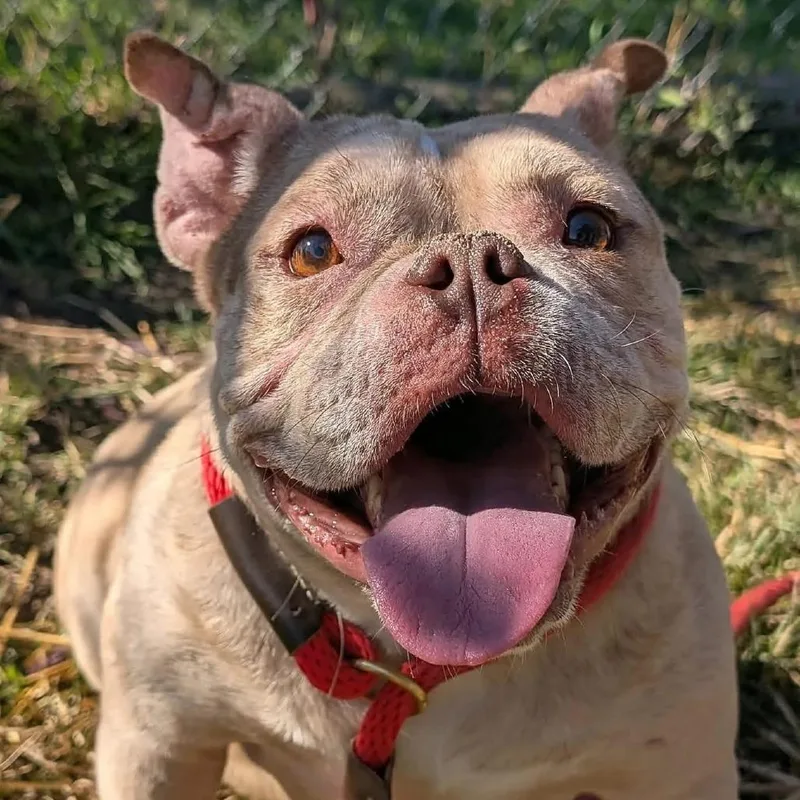 A young medium-sized female Brown / Chocolate Mixed Breed dog named Pudge for adoption in Evanston, IL