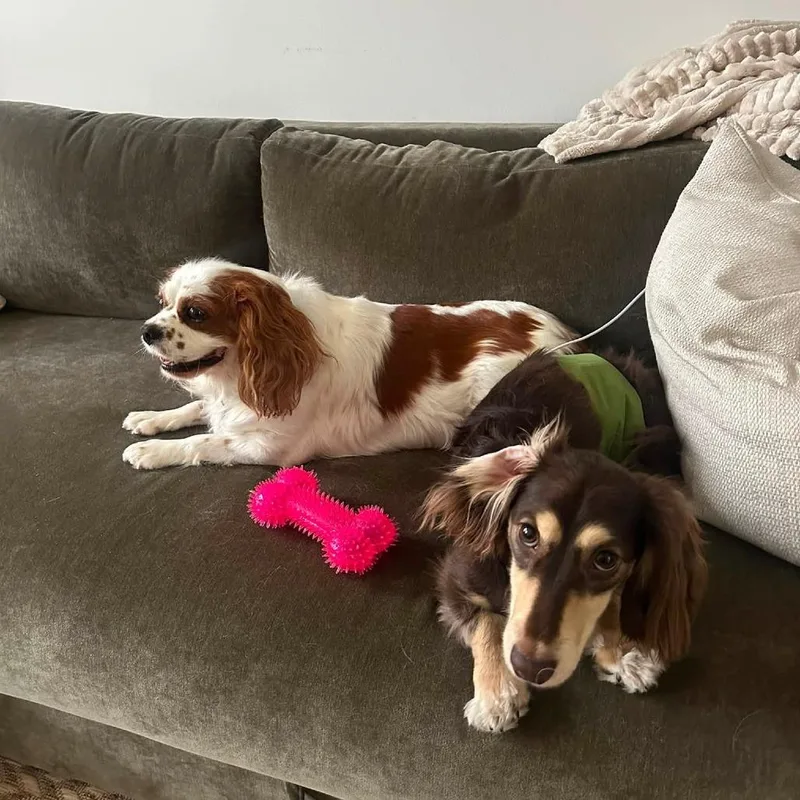 An adult small-sized female White / Cream Cavalier King Charles Spaniel dog named Tessa for adoption in St. Charles, IL