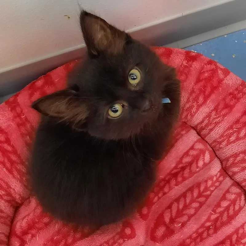 A baby small-sized female Black Domestic Medium Hair cat named Nisha for adoption in Watertown, NY