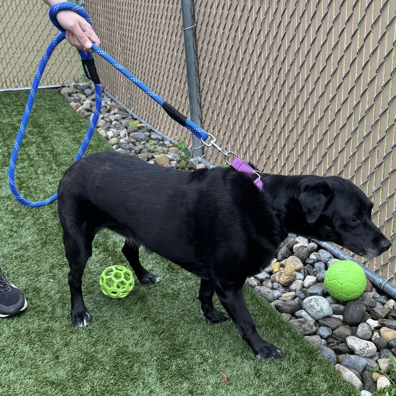 Meet DARLA BLACK