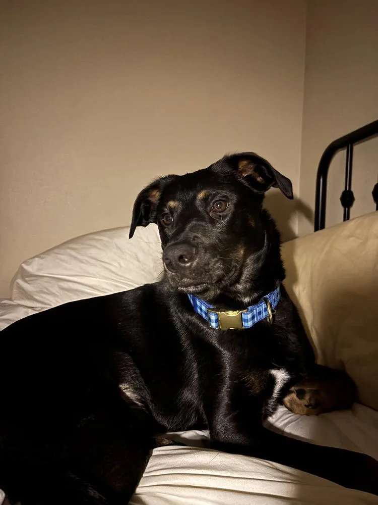 Cooper Boy thumbnail 2