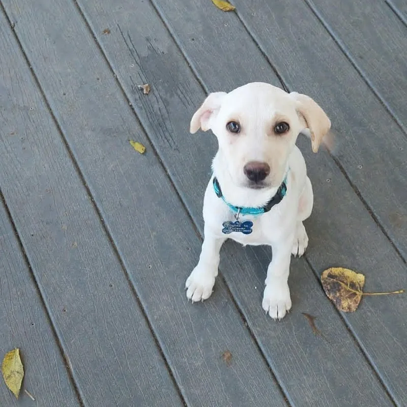 A baby medium-sized male Labrador Retriever dog named Poe for adoption in Conesus, NY