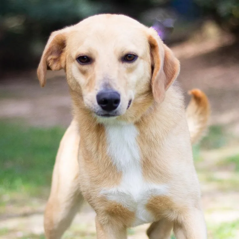 An adult medium-sized male Shepherd dog named Harry for adoption in Cumming, GA
