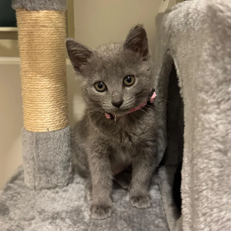 A baby small-sized female Gray / Blue / Silver Domestic Short Hair cat named Scottie for adoption in Durham, NC