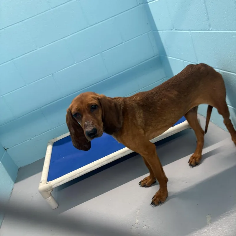An adult medium-sized female Red / Chestnut / Orange Redbone Coonhound dog named Maisy for adoption in Elberon, VA