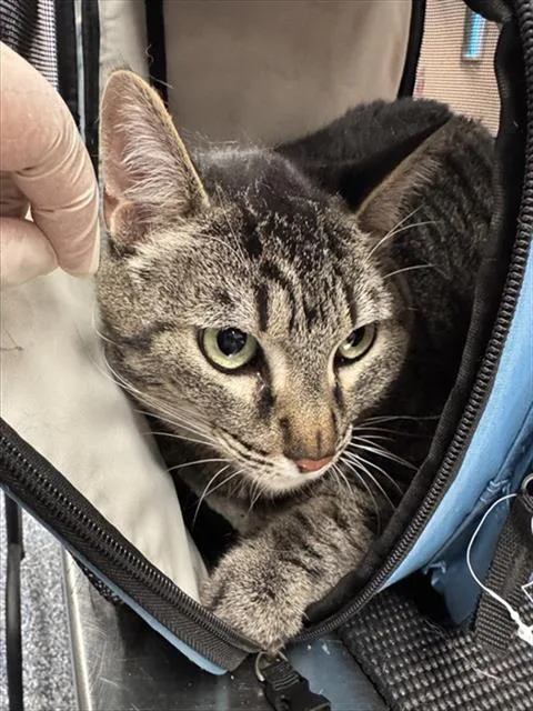 An adult small-sized female Domestic Short Hair cat named Polly for adoption in Thousand Palms, CA