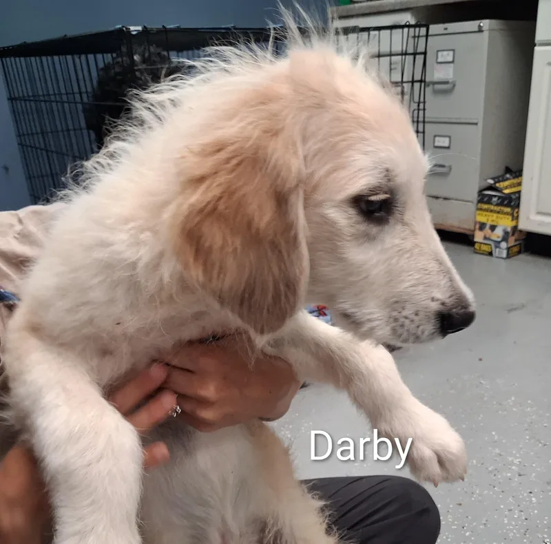A baby medium-sized male White / Cream Goldendoodle dog named Darby for adoption in Maynardville, TN