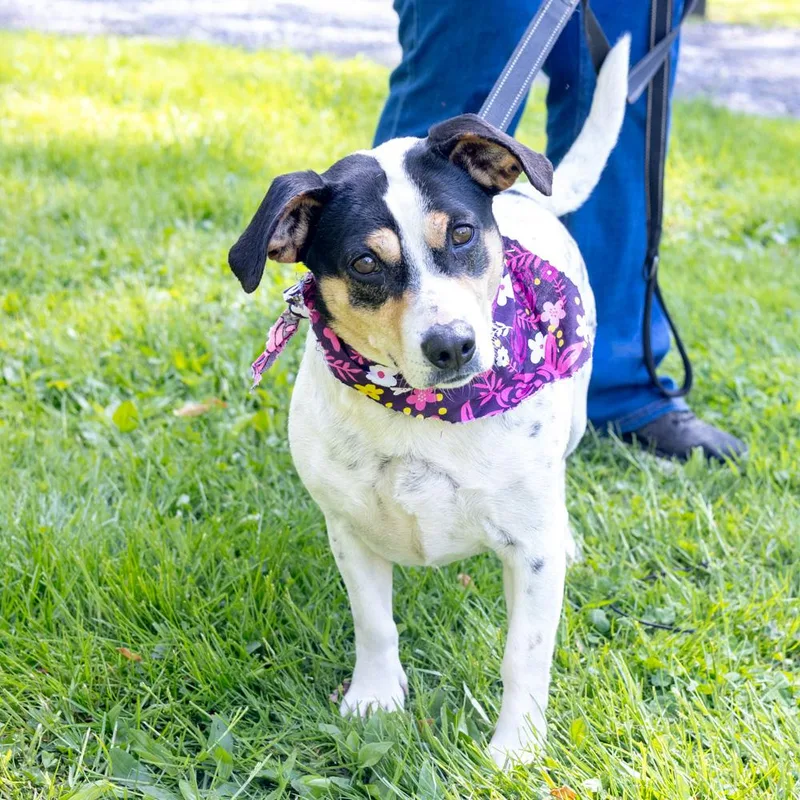 Spotsy    thumbnail 4