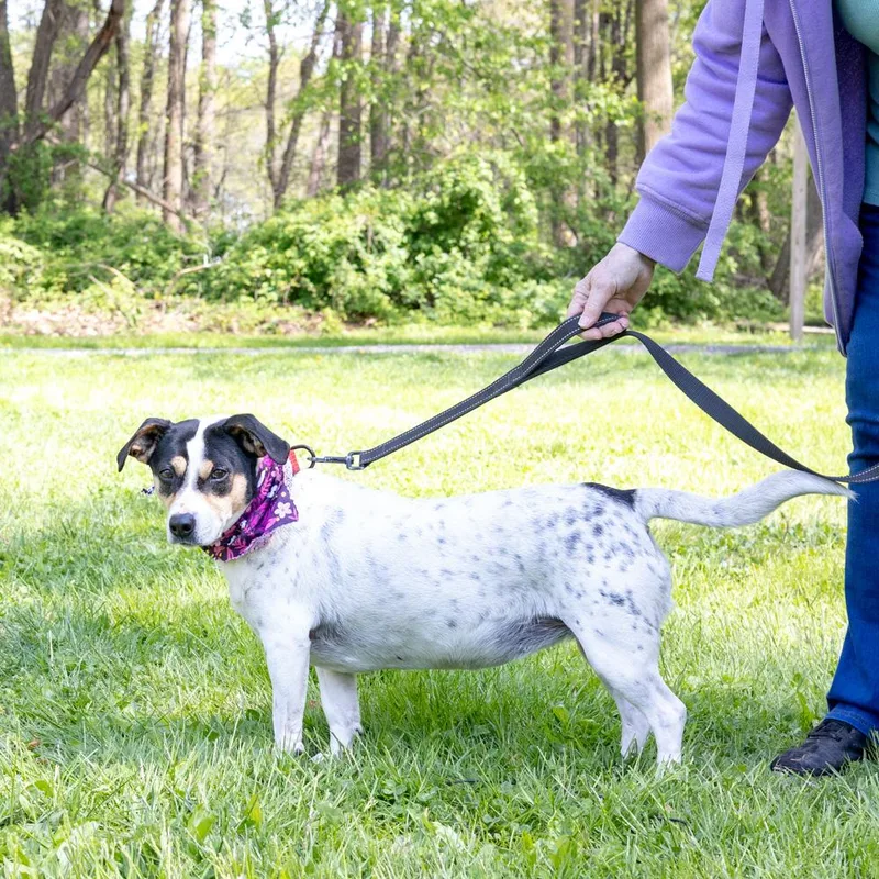 Spotsy    thumbnail 5