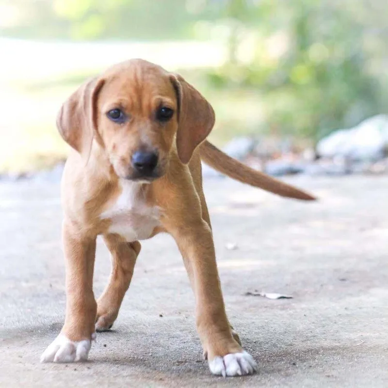 A baby medium-sized female Mixed Breed dog named Claremont for adoption in Groveland, MA