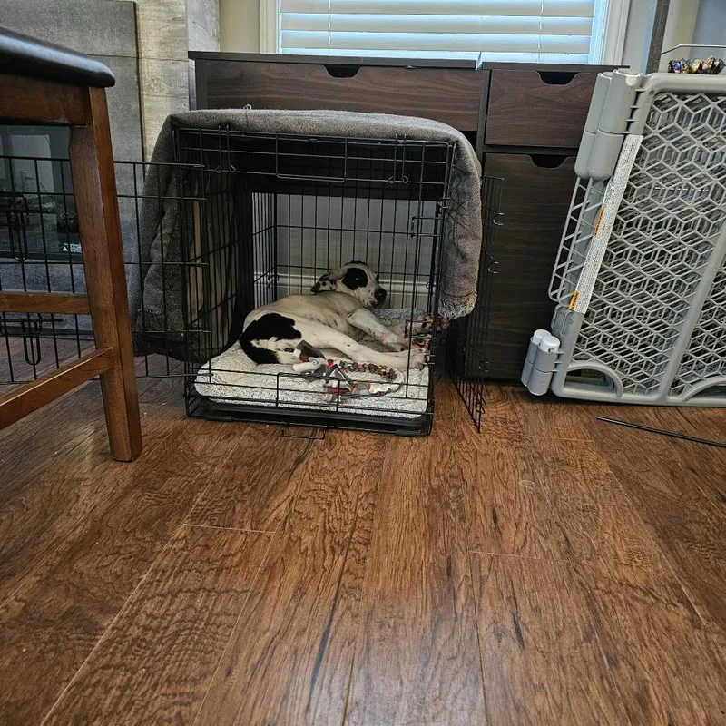 Orpheus D thumbnail 2