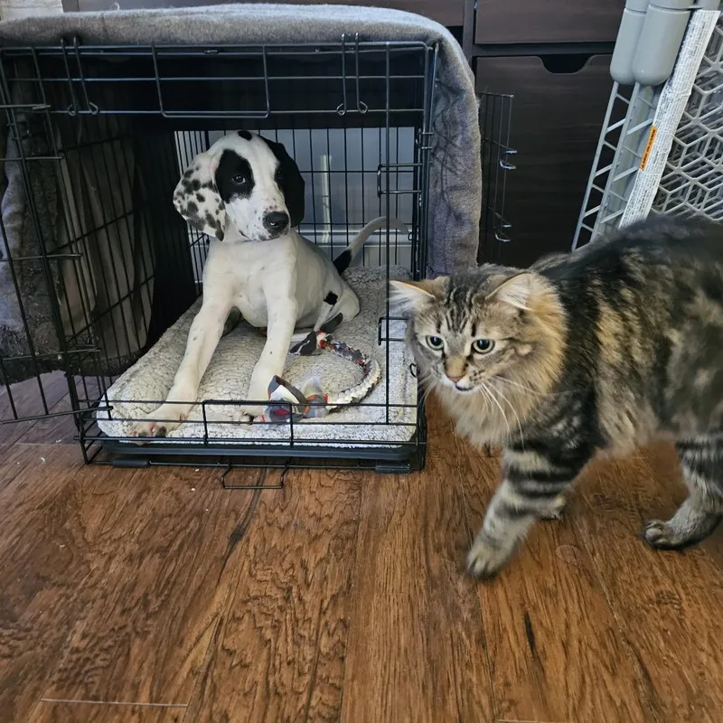 Orpheus D thumbnail 4