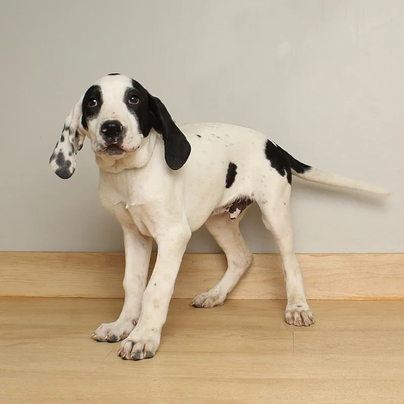 Orpheus D thumbnail 5