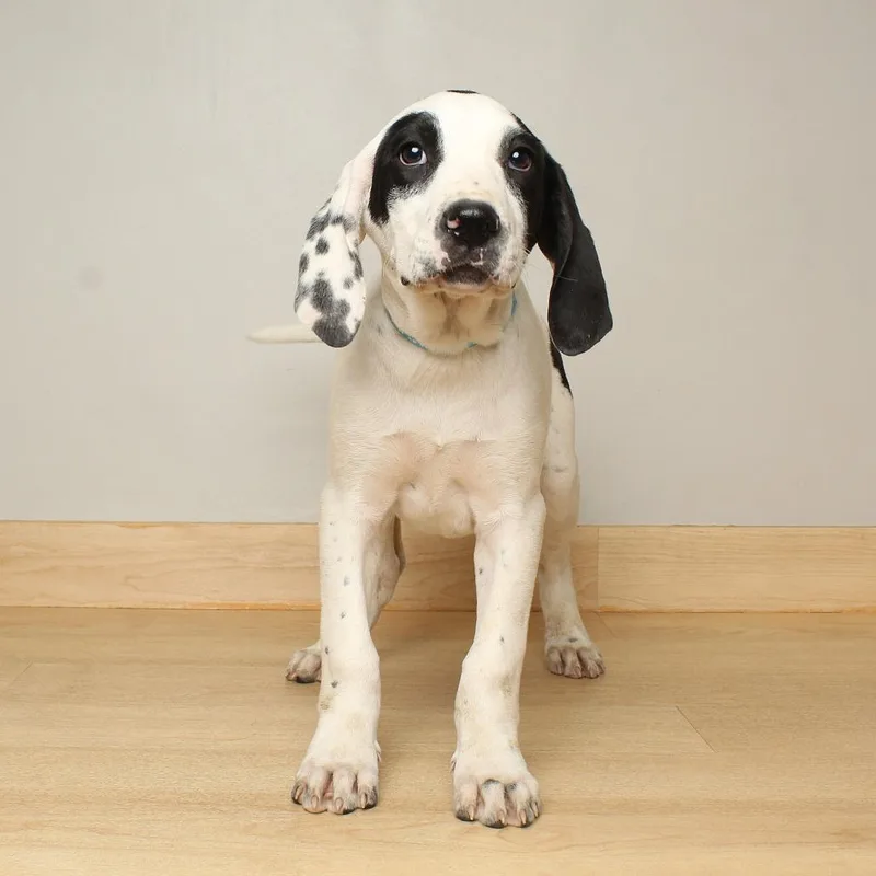 Orpheus D thumbnail 6