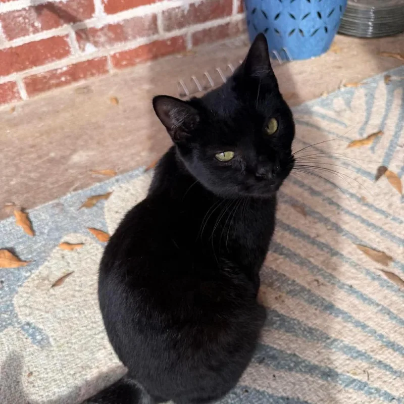 A young medium-sized female American Shorthair cat named Bette Davis for adoption in mount vernon, AR