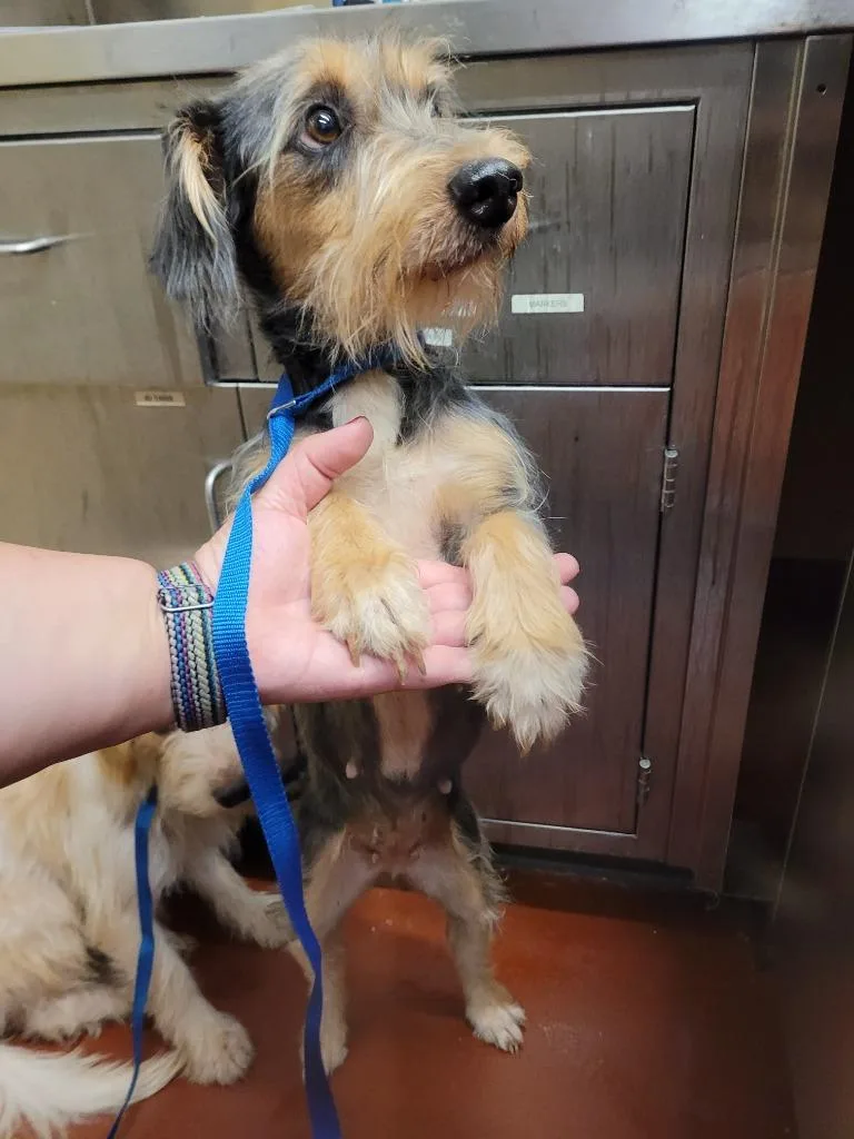 A young medium-sized female Mixed Breed dog named Moon for adoption in Douglasville, GA