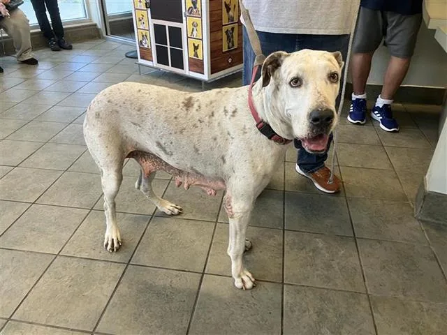 An adult extra large-sized female Great Dane dog named April for adoption in San Antonio, TX