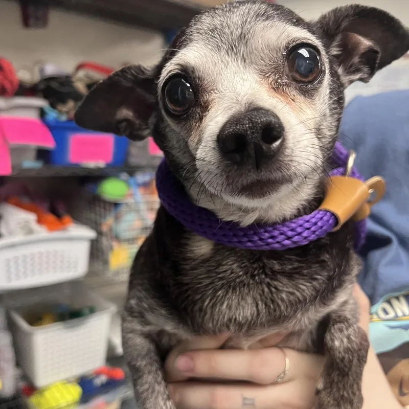 A senior small-sized male Black Chihuahua dog named Cody for adoption in Brockton, MA