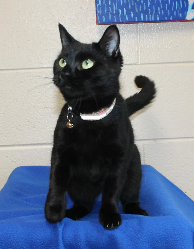 A young medium-sized female Domestic Short Hair cat named Amulet for adoption in Prattville, AL