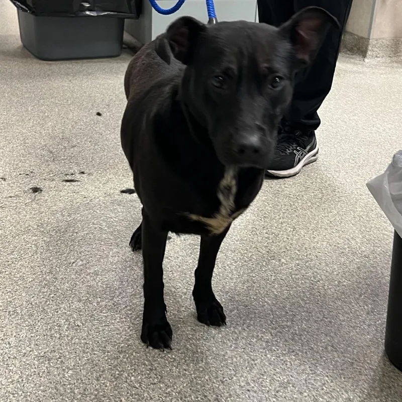 An adult large-sized female Black Mixed Breed dog named Princess Peach for adoption in Jacksonville, FL