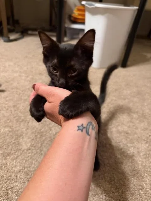 A young medium-sized female Black Domestic Long Hair cat named Vega for adoption in Fort Collins, CO