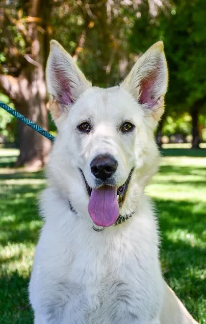 An adult large-sized female Alaskan Malamute dog named Magnolia for adoption in Yakima, WA