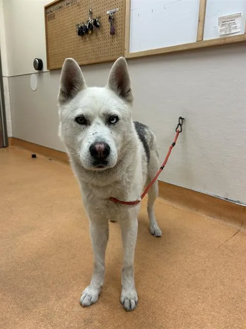 An adult large-sized male Siberian Husky dog named Ivan for adoption in Martinez, CA