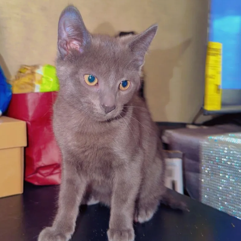A baby small-sized male Gray / Blue / Silver Domestic Short Hair cat named Moshi for adoption in Newark, NJ