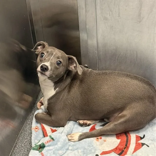 An adult small-sized male Mixed Breed dog named Dobbie for adoption in Dallas, TX