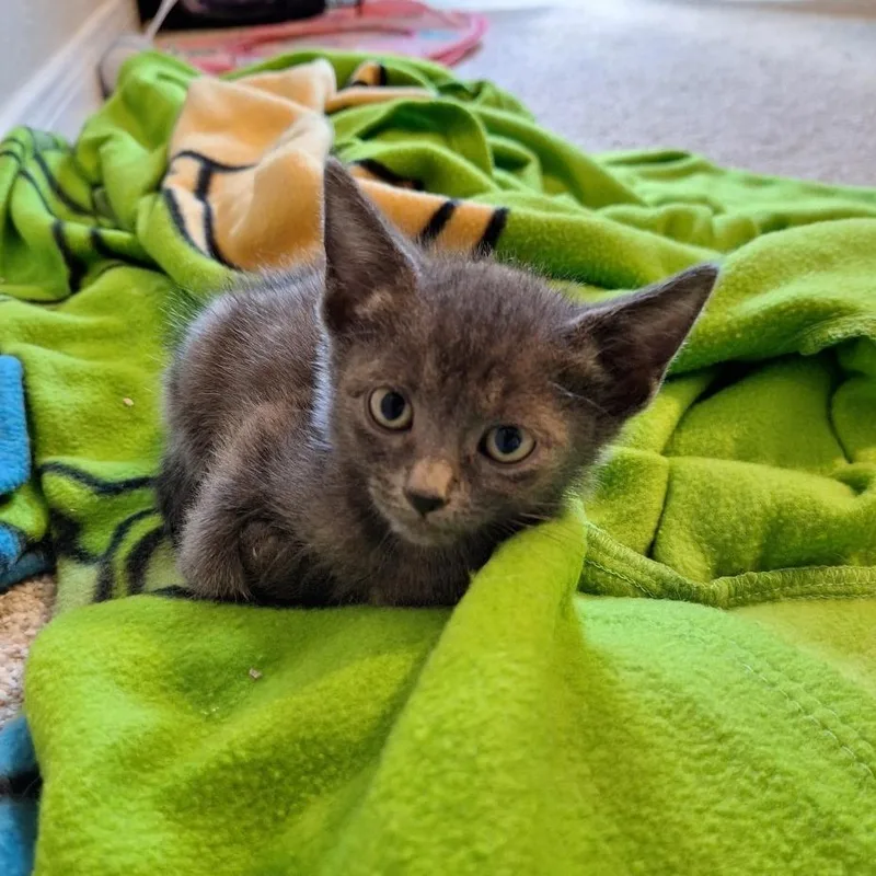 A baby small-sized female Gray / Blue / Silver Domestic Short Hair cat named DJ Turner for adoption in Austin, TX