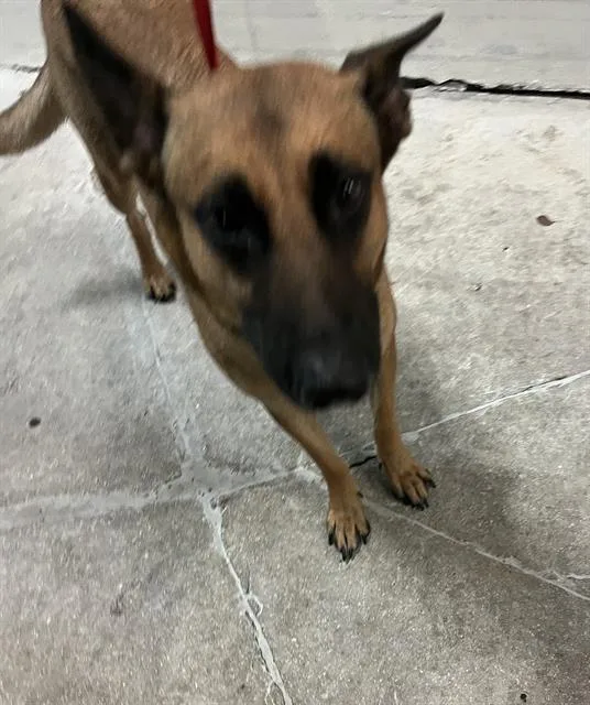 An adult large-sized female German Shepherd Dog dog named Martha for adoption in Miami, FL
