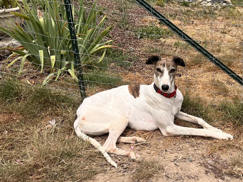 An adult large-sized female Greyhound dog named Millie for adoption in Santa Rosa, CA