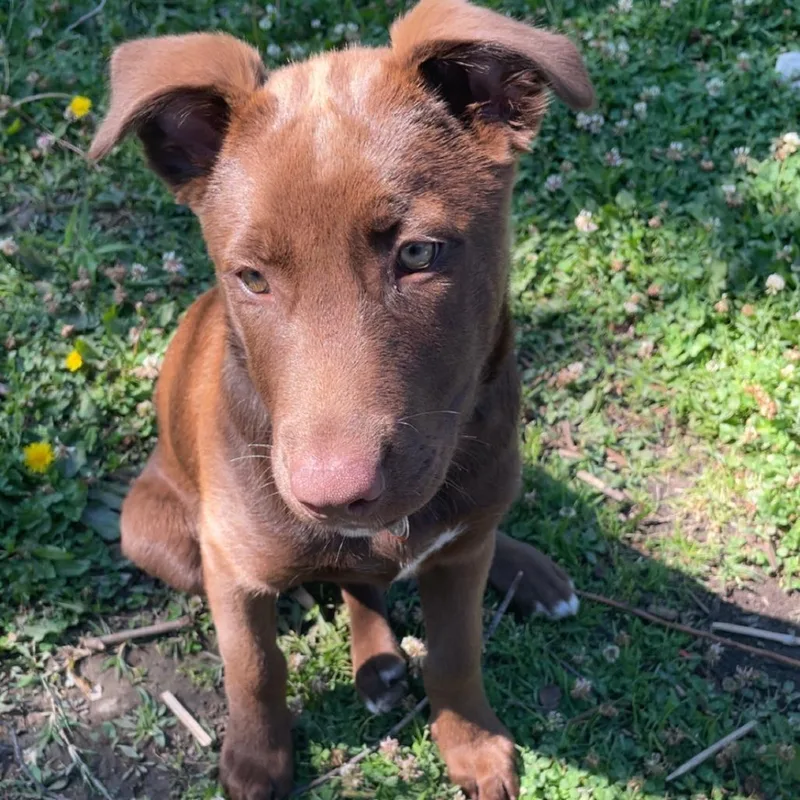 Scooby