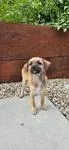 A baby small-sized male Yellow / Tan / Blond / Fawn Chihuahua dog named Wolfie for adoption in Shingle Springs, CA