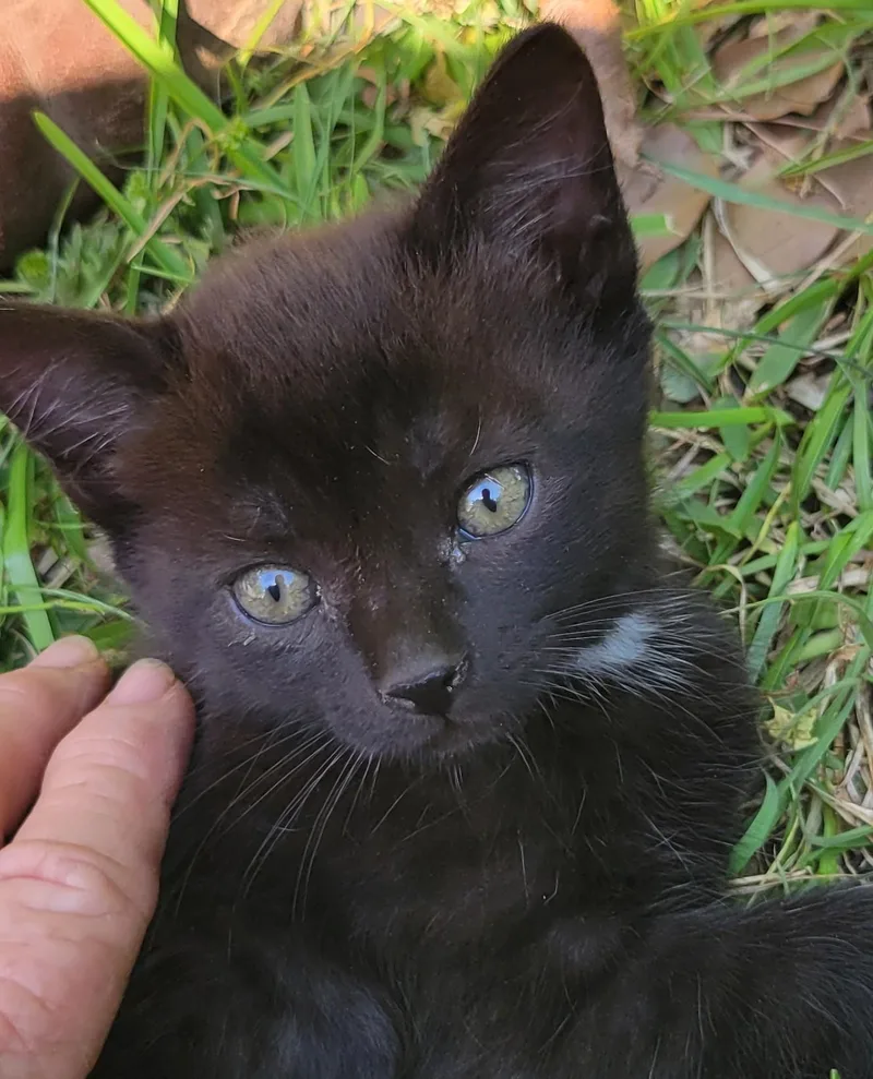 A baby medium-sized male Domestic Short Hair cat named Oliver for adoption in GREENVILLE, NC