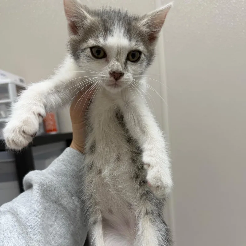 A baby small-sized female Gray / Blue / Silver Domestic Short Hair cat named Bob Cat for adoption in Morganton, NC