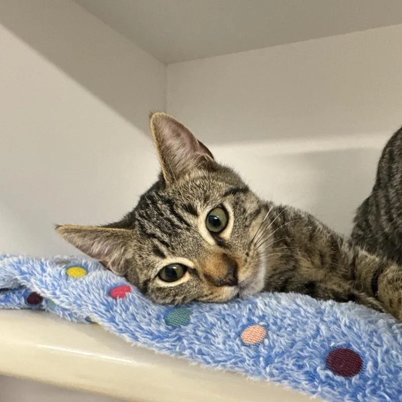 A baby small-sized male Gray / Blue / Silver Domestic Short Hair cat named Zane for adoption in Clearwater, FL
