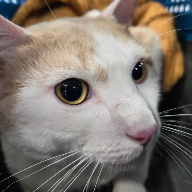 An adult large-sized male Buff / Tan / Fawn Domestic Short Hair cat named George for adoption in Newark, NJ