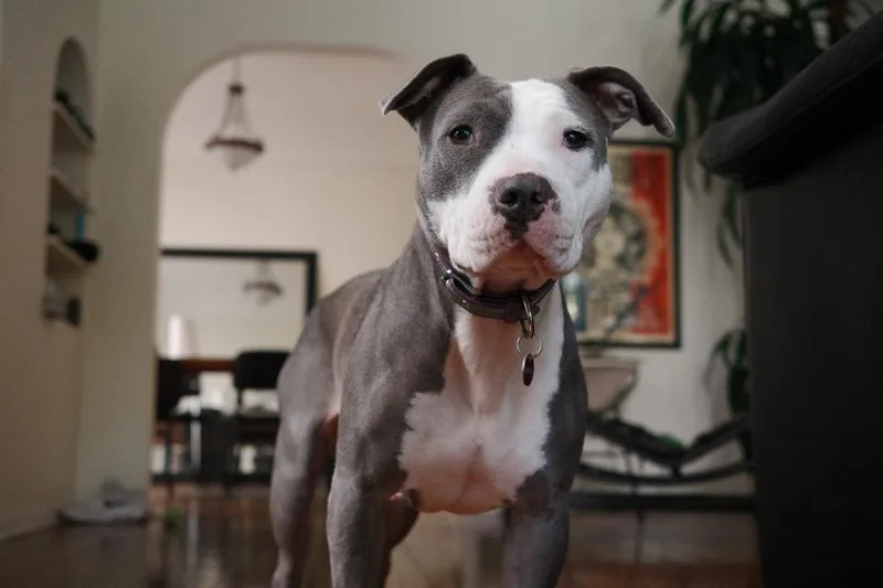 Coraline thumbnail 2