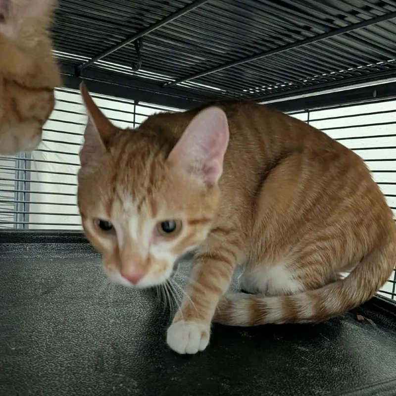 A young medium-sized female Orange / Red Domestic Short Hair cat named Bernice for adoption in Hannibal, MO