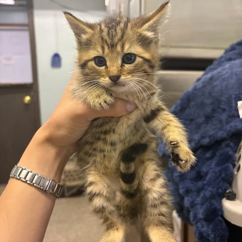 A baby small-sized female Buff / Tan / Fawn Domestic Short Hair cat named Marie for adoption in Columbia, MO