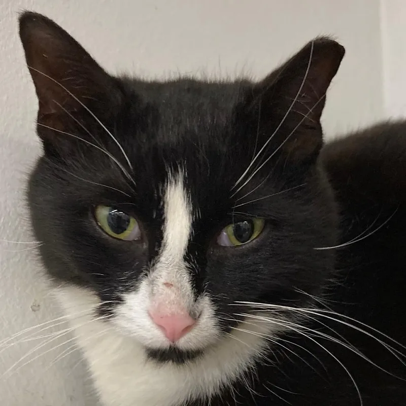 An adult medium-sized female Black Domestic Short Hair cat named Squirt for adoption in Delaware, OH