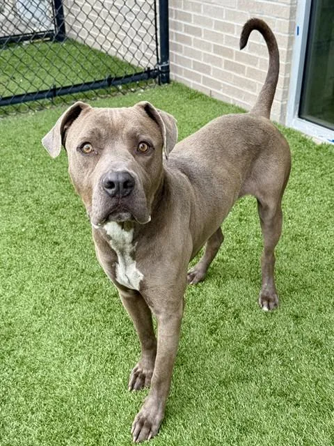 An adult large-sized male Mixed Breed dog named Bobo for adoption in Dallas, TX