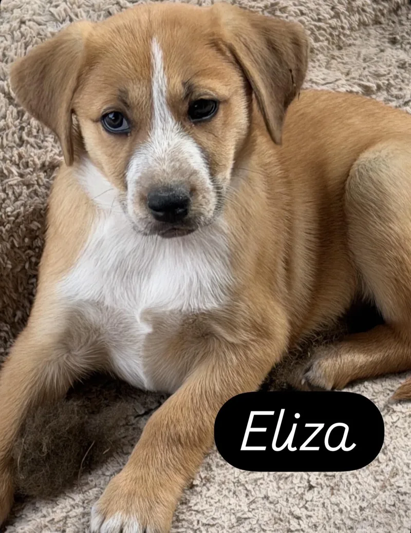 A baby large-sized female Golden Beagle dog named Eliza for adoption in Gilbert, AZ