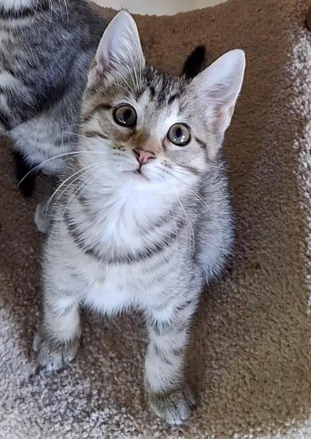 A baby medium-sized female Tabby cat named TaylorC for adoption in Greenville, DE