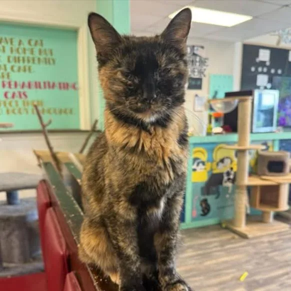 A young medium-sized female Tortoiseshell Domestic Short Hair cat named Carrie Underpaws for adoption in Branson, MO
